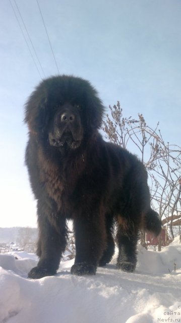 Фото: ньюфаундленд Super Premium Lya Mezon (Супер Премиум Ля Мезон)