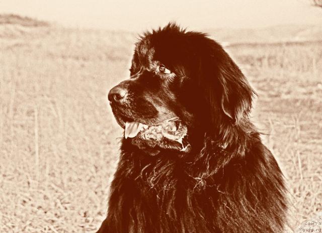 Фото: ньюфаундленд Lesnaya Skazka Roza CHernaya (Лесная Сказка Роза Черная)