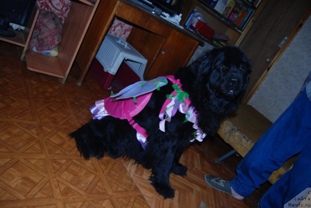 Фотография № 112258