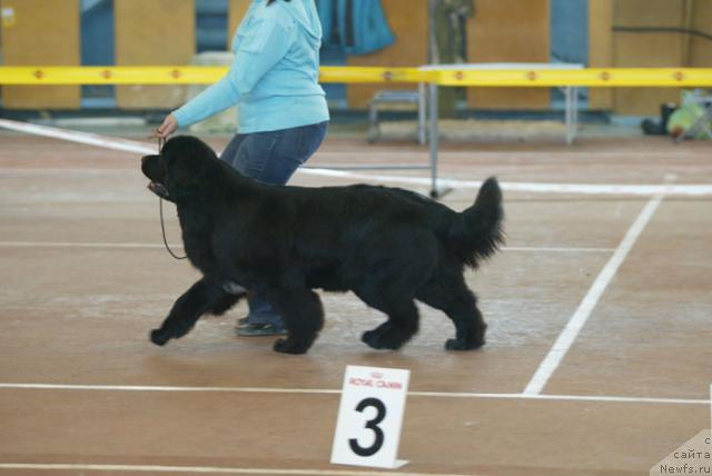 Фото: ньюфаундленд Veneciya iz Carstva Medvedey v Obush SHed (Венеция из Царства Медведей в Обуш Шед)