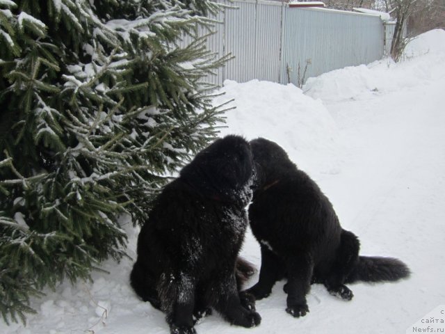 Фото: ньюфаундленд Very Fairweathers X'Got The Rhythm, ньюфаундленд Cristalmar Cadeaux de Noel