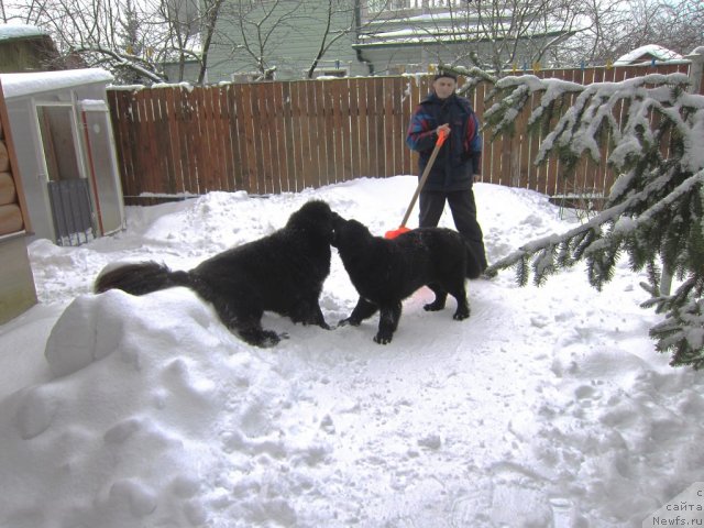 Фото: ньюфаундленд Very Fairweathers X'Got The Rhythm, ньюфаундленд Cristalmar Cadeaux de Noel