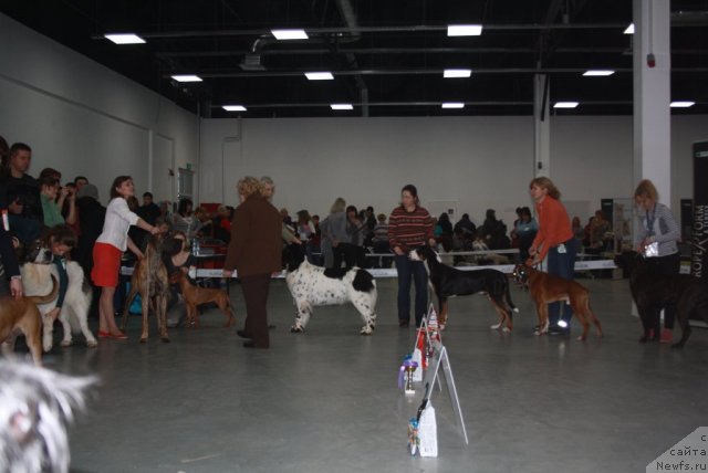 Фото: ньюфаундленд Skazochnaya Kroha Prelestnaya Blondi (Сказочная Кроха Прелестная Блонди), Nina Bazulina (Нина Базулина)