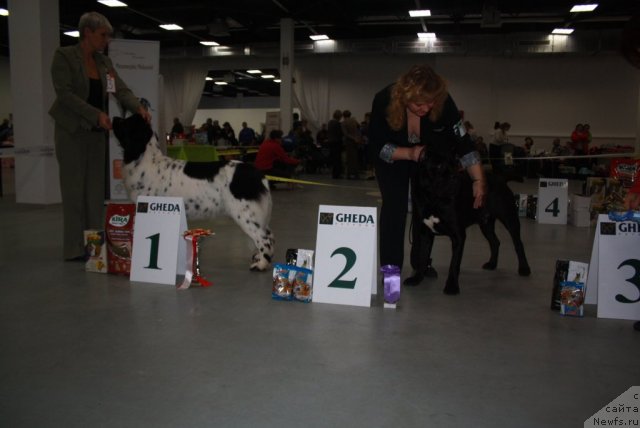 Фото: ньюфаундленд Skazochnaya Kroha Prelestnaya Blondi (Сказочная Кроха Прелестная Блонди), Nina Bazulina (Нина Базулина)