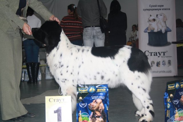 Фото: ньюфаундленд Skazochnaya Kroha Prelestnaya Blondi (Сказочная Кроха Прелестная Блонди)