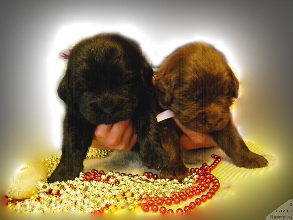 Фото: ньюфаундленд Zhdanny Syn Vialiki Miadzvedz