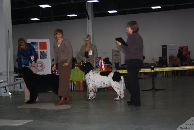 Фото: Севертан Церера, ньюфаундленд Skazochnaya Kroha Prelestnaya Blondi (Сказочная Кроха Прелестная Блонди)
