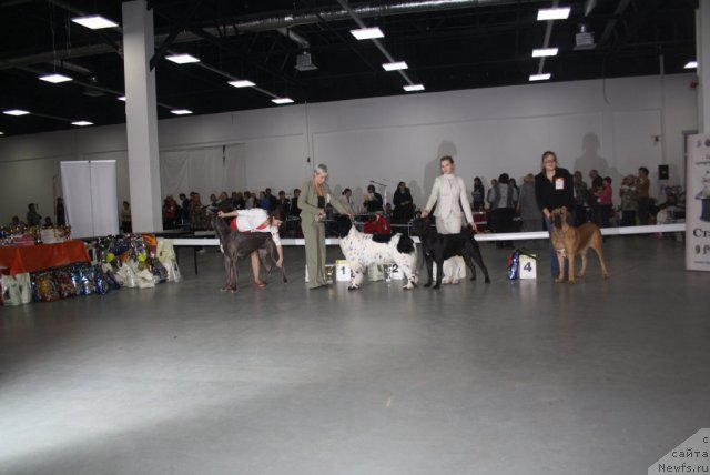 Фото: ньюфаундленд Skazochnaya Kroha Prelestnaya Blondi (Сказочная Кроха Прелестная Блонди), Nina Bazulina (Нина Базулина)