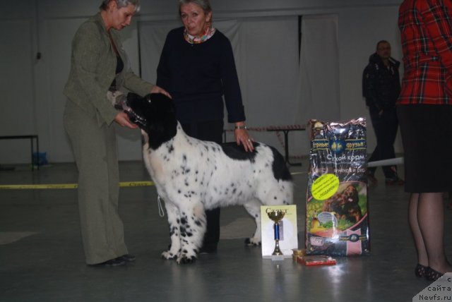 Фото: ньюфаундленд Skazochnaya Kroha Prelestnaya Blondi (Сказочная Кроха Прелестная Блонди), Nina Bazulina (Нина Базулина), Краковская Л.