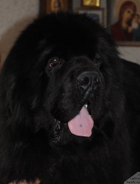 Фото: ньюфаундленд Sent Djons Ubertino (Сент Джонс Убертино)