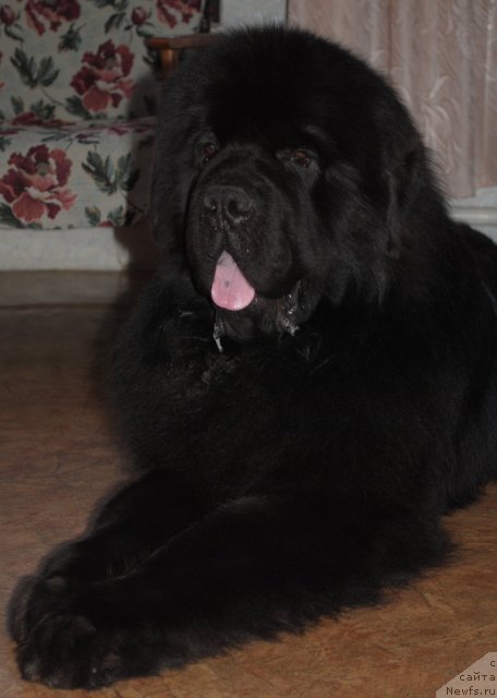 Фото: ньюфаундленд Sent Djons Ubertino (Сент Джонс Убертино)