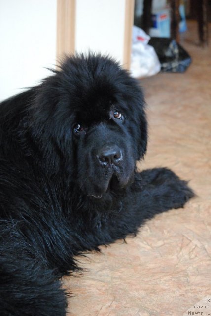 Фото: ньюфаундленд Sent Djons Ubertino (Сент Джонс Убертино)