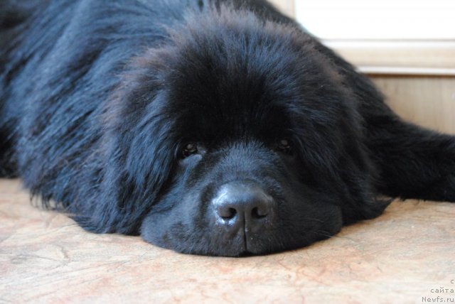 Фото: ньюфаундленд Sent Djons Ubertino (Сент Джонс Убертино)