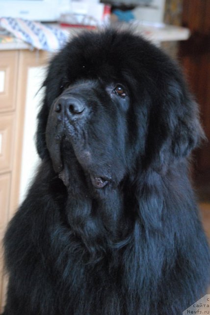 Фото: ньюфаундленд Sent Djons Ubertino (Сент Джонс Убертино)