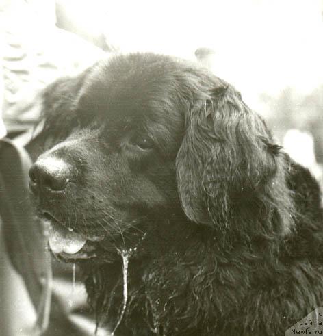 Фото: ньюфаундленд Ger Ara (Гер Ара)