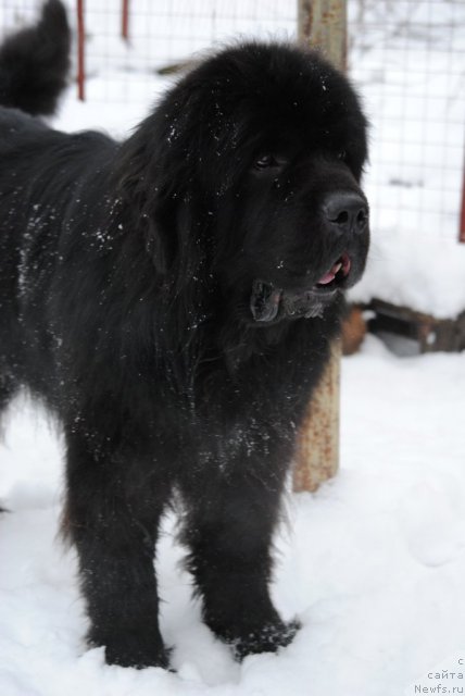 Фото: ньюфаундленд Sent Djons Ubertino (Сент Джонс Убертино)