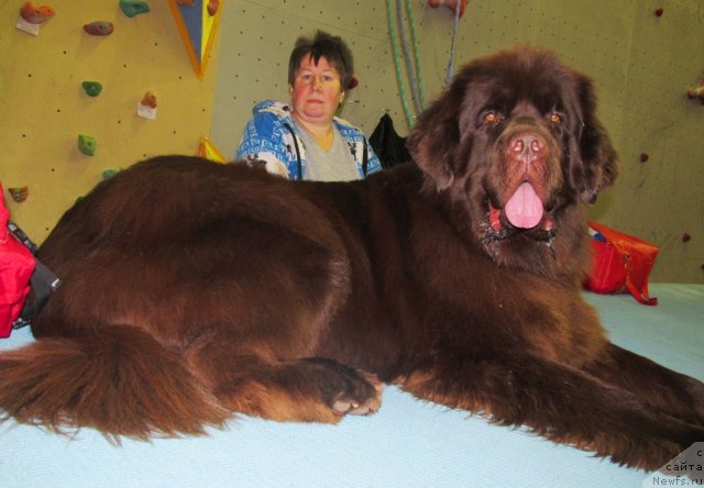 Фото: ньюфаундленд Obush Shed Yakutia (Обуш Шед Якутия), Vera Gniteeva (Вера Гнитеева)