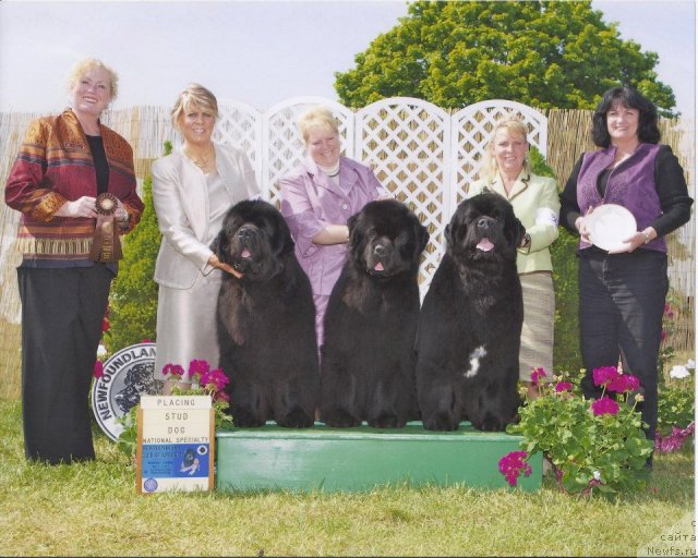 Фото: 1-Fairweathers Keepsake at Darbydale - Hips: good Elbows: normal - однопометник, ньюфаундленд Fairweathers Keeping the Faith, от которого на сегодняшний день родилось более 40 детей!!!!