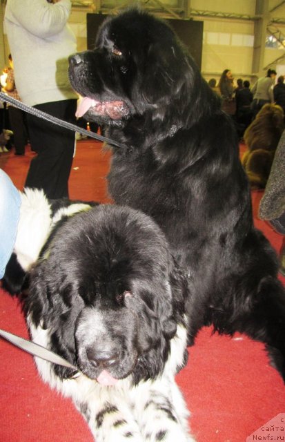 Фото: ньюфаундленд Ih Vyisochestvo Vladlena Madjiks (Их Высочество Владлена Маджикс), ньюфаундленд Super Bizon Ekaterinburg (Супер Бизон Екатеринбург)