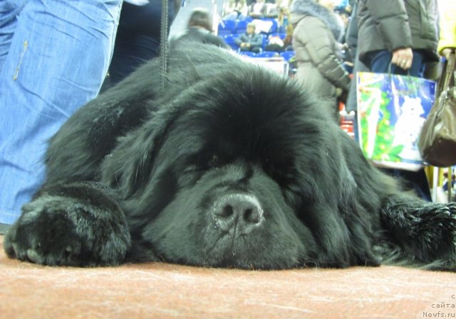 Фото: ньюфаундленд Ih Vyisochestvo Vladlena Madjiks (Их Высочество Владлена Маджикс)