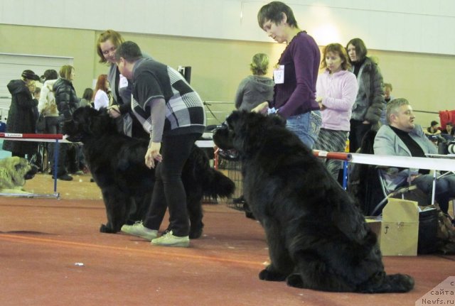 Фото: ньюфаундленд Avgustin Permskiy Medved' (Августин Пермский Медведь), ньюфаундленд Njufort Fidel (Ньюфорт Фидель)