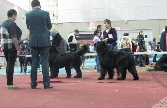 Фото: ньюфаундленд Avgustin Permskiy Medved' (Августин Пермский Медведь), ньюфаундленд Njufort Fidel (Ньюфорт Фидель)