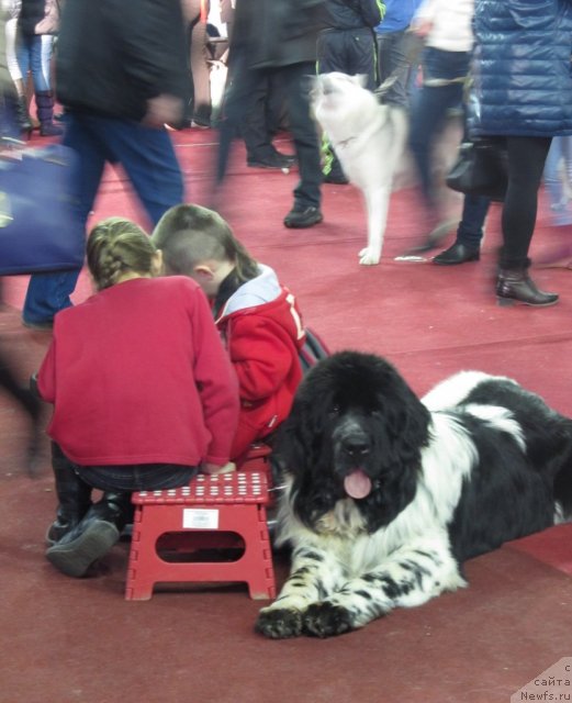 Фото: ньюфаундленд Super Bizon Ekaterinburg (Супер Бизон Екатеринбург)