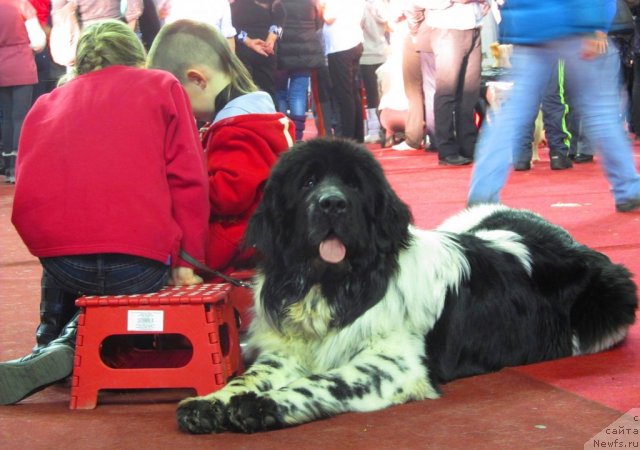 Фото: ньюфаундленд Super Bizon Ekaterinburg (Супер Бизон Екатеринбург)