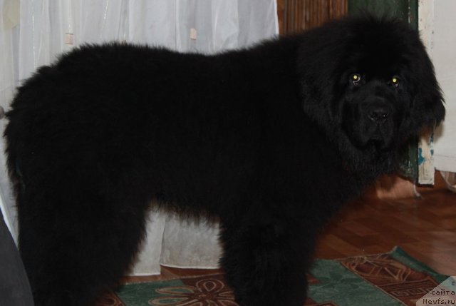 Фото: ньюфаундленд Able To Win Dinastiya Soverchenstva (Айбл Ту Вин Династия Совершенства)