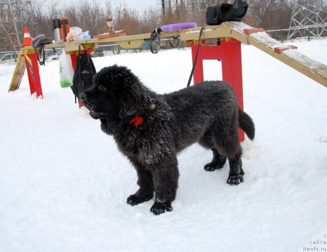 Фото: ньюфаундленд As True for Beguschaya po Volnam Dinastiya Soverchenstva (Аз Труэ Бегущая по Волнам Династия Совершенства)