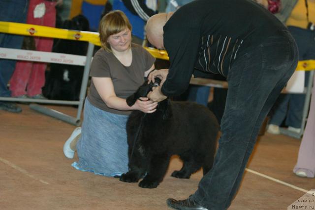 Фото: ньюфаундленд Akvatoriya Kelvin Zigmund (Акватория Келвин Зигмунд)