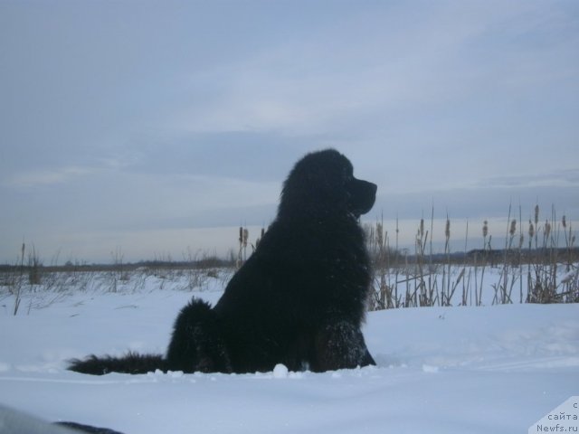 Фото: ньюфаундленд Kiper Soul Layon Hyeert (Кипер Соул Лайон Хэерт)