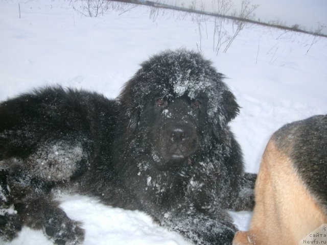 Фото: ньюфаундленд Kiper Soul Layon Hyeert (Кипер Соул Лайон Хэерт)