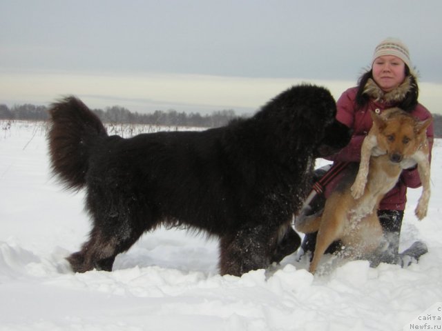 Фото: ньюфаундленд Kiper Soul Layon Hyeert (Кипер Соул Лайон Хэерт)