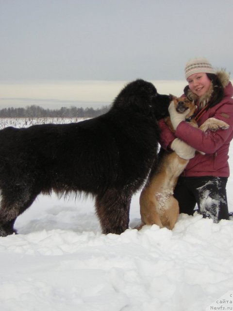Фото: ньюфаундленд Kiper Soul Layon Hyeert (Кипер Соул Лайон Хэерт)