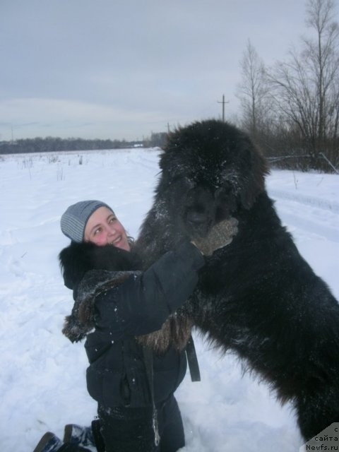 Фото: ньюфаундленд Kiper Soul Layon Hyeert (Кипер Соул Лайон Хэерт)