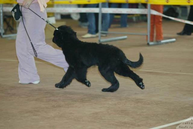 Фото: ньюфаундленд Sia King (Сиа Кинг)