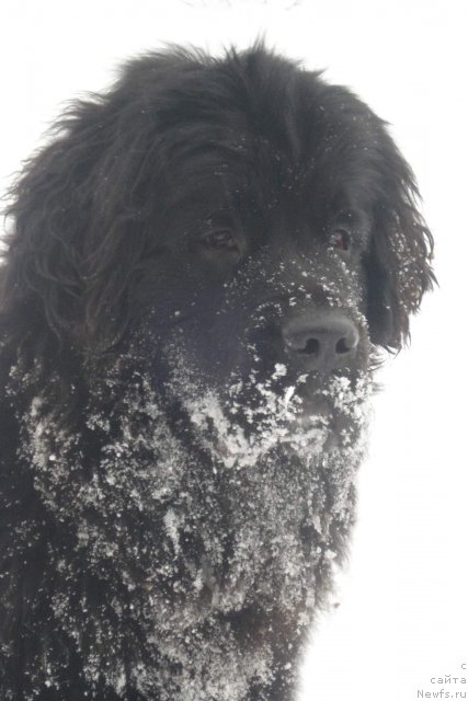 Фото: ньюфаундленд N'yufort Faktoriya Uspeha (Ньюфорт Фактория Успеха)