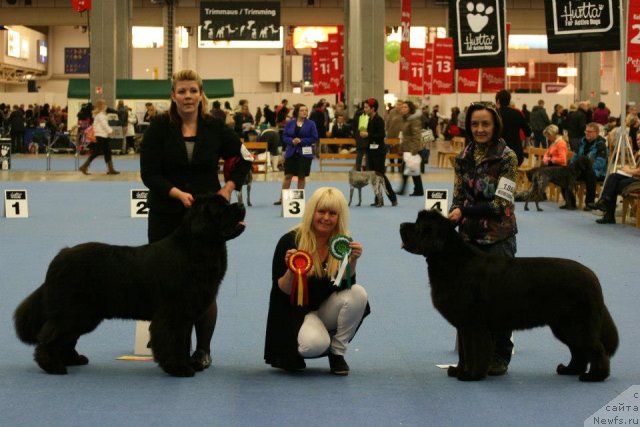 Фото: Nemiron Pina Colada, ньюфаундленд Beguschaya po Volnam Dancing Queen (Бегущая по Волнам Дансинг Квин), Ol'ga Koroleva (Ольга Королева)