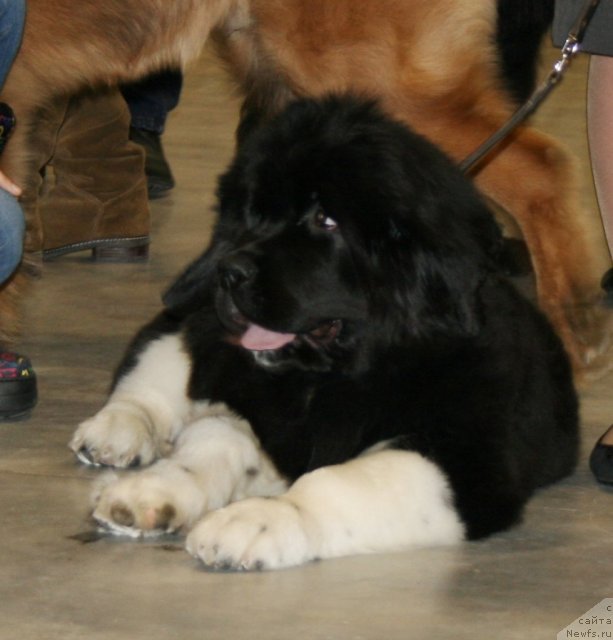 Фото: ньюфаундленд Fiamettahauz Princess B'yuti (Фиаметтахауз Принцесс Бьюти)