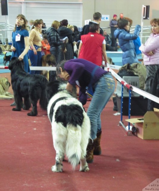 Фото: ньюфаундленд Antario Black Style (Антарио Блэк Стайл), Anna Knyazeva (Анна Князева), ньюфаундленд Blyek Diamond Agidel' ot Potapa Teodorro (Блэк Диамонд Агидель от Потапа Теодорро), Alevtina Batyan (Алевтина Батян)