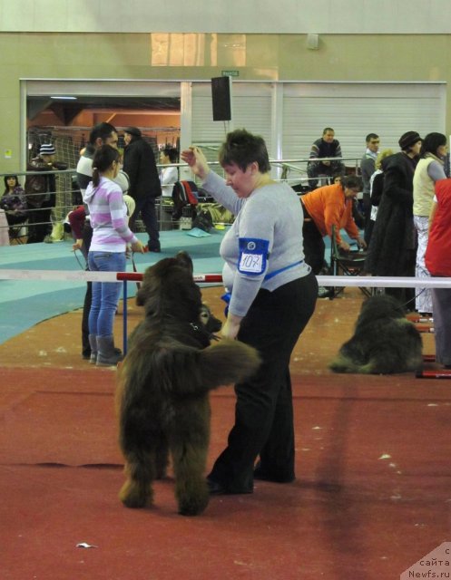 Фото: ньюфаундленд Obush Shed Yakutia (Обуш Шед Якутия), Vera Gniteeva (Вера Гнитеева)