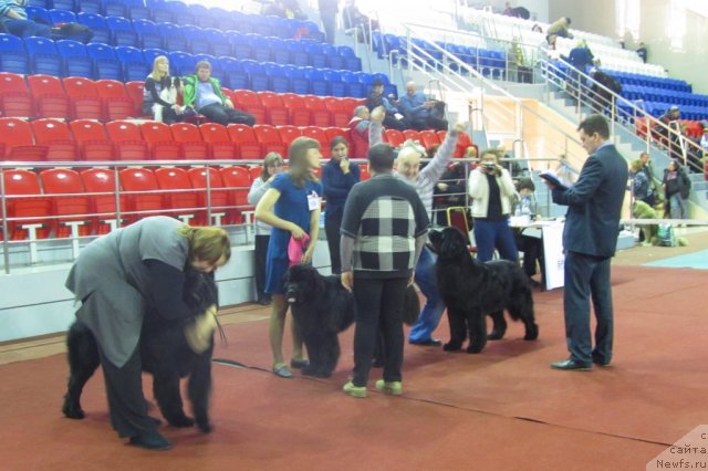 Фото: ньюфаундленд Avgustin Permskiy Medved' (Августин Пермский Медведь), Natal'ya Gostyuhina (Наталья Гостюхина), ньюфаундленд Antario Black Style (Антарио Блэк Стайл), Anna Knyazeva (Анна Князева), ньюфаундленд Ih Vyisochestvo Vladlena Madjiks (Их Высочество Владлена Маджикс), Aleksey Nistratov (Алексей Нистратов)