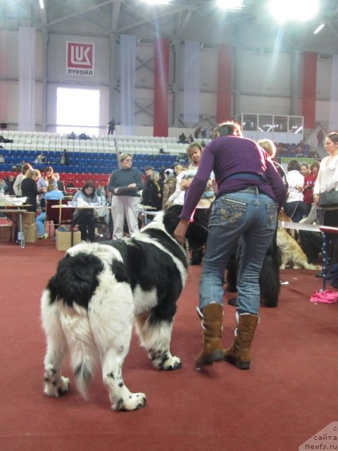 Фото: ньюфаундленд Blyek Diamond Agidel' ot Potapa Teodorro (Блэк Диамонд Агидель от Потапа Теодорро), Alevtina Batyan (Алевтина Батян)