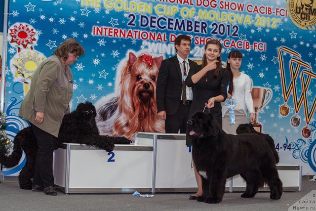 Фото: ньюфаундленд Skazochnaya Kroha Medison (Сказочная Кроха Медисон), хендлер - Анастасия Гладких
