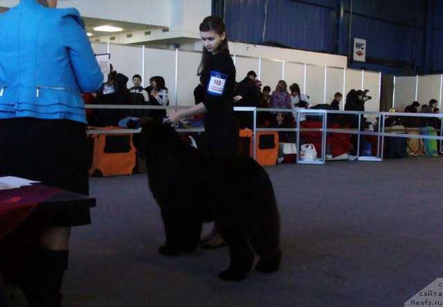 Фото: ньюфаундленд Skazochnaya Kroha Medison (Сказочная Кроха Медисон), хендлер - Анастасия Гладких