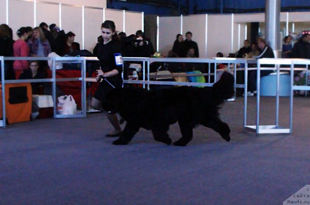 Фото: ньюфаундленд Skazochnaya Kroha Medison (Сказочная Кроха Медисон), хендлер - Анастасия Гладких