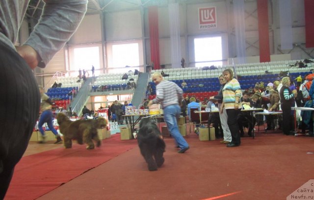 Фото: ньюфаундленд Barhatka Roskoshnaya (Бархатка Роскошная), ньюфаундленд Ih Vyisochestvo Vladlena Madjiks (Их Высочество Владлена Маджикс), Aleksey Nistratov (Алексей Нистратов)