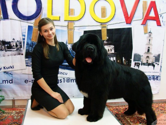 Фото: ньюфаундленд Skazochnaya Kroha Medison (Сказочная Кроха Медисон), хендлер - Анастасия Гладких