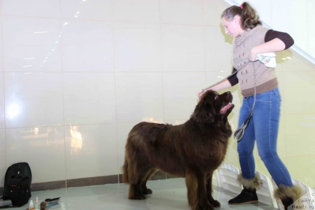 Фото: ньюфаундленд Barhatka Roskoshnaya (Бархатка Роскошная), дочь Алена